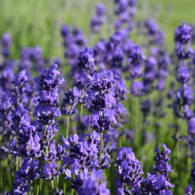 Soy Candle - Lavender