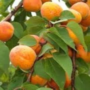 Apricot  Natural Oil (Net Qty: 50 ml)