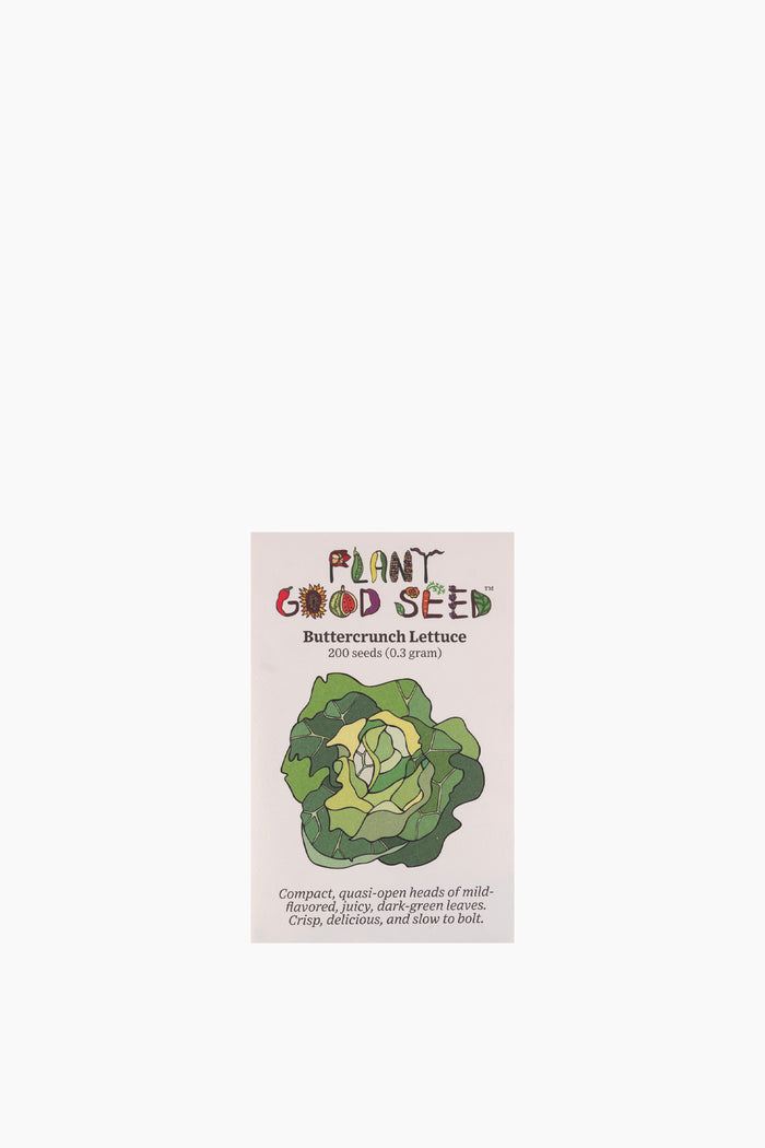 Buttercrunch Lettuce