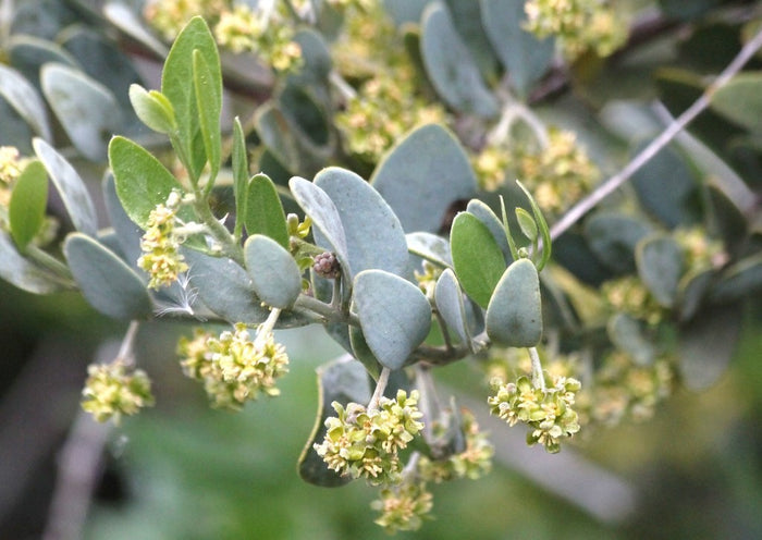 Golden Jojoba Oil (Net Qty: 50 ml)