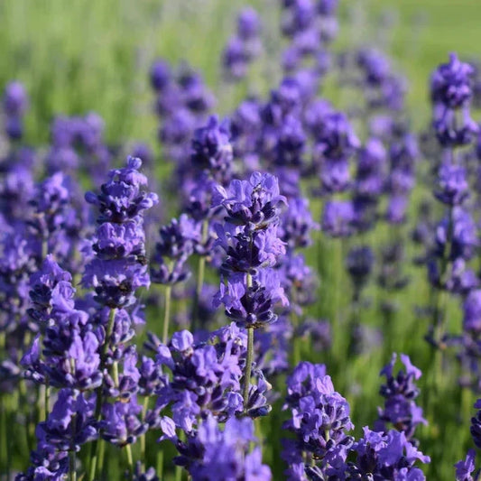 Soy Candle - Lavender